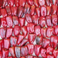 Papriky vypěstované v Katalánsku