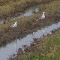 Pozorování ptáků v Deltě řeky Ebro