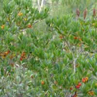 Madroño (strawberry tree) má jedlé plody