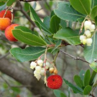 Madroño (strawberry tree) má jedlé plody