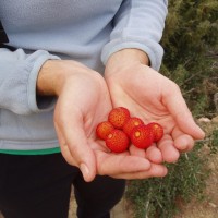Madroño (strawberry tree) má jedlé plody