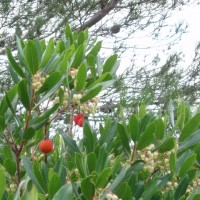 Madroño (strawberry tree) má jedlé plody