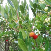 Madroño (strawberry tree) má jedlé plody