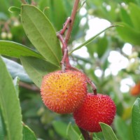 Madroño (strawberry tree) má jedlé plody