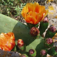 Květy kaktusu