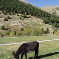 Osel ve Vall de Núria