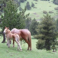 Koně v Pyrenejích