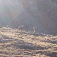 Kamzíci v Pyrenejích