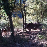Krávy v lese nad Ripollem