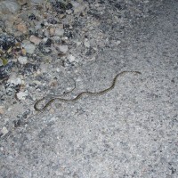 Mrtvý had v pohoří Montsiá