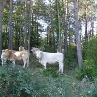 Krávy v lese nad Ripollem